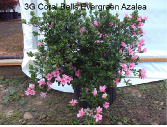 rhododendron-coral-bells-kurume-azalea