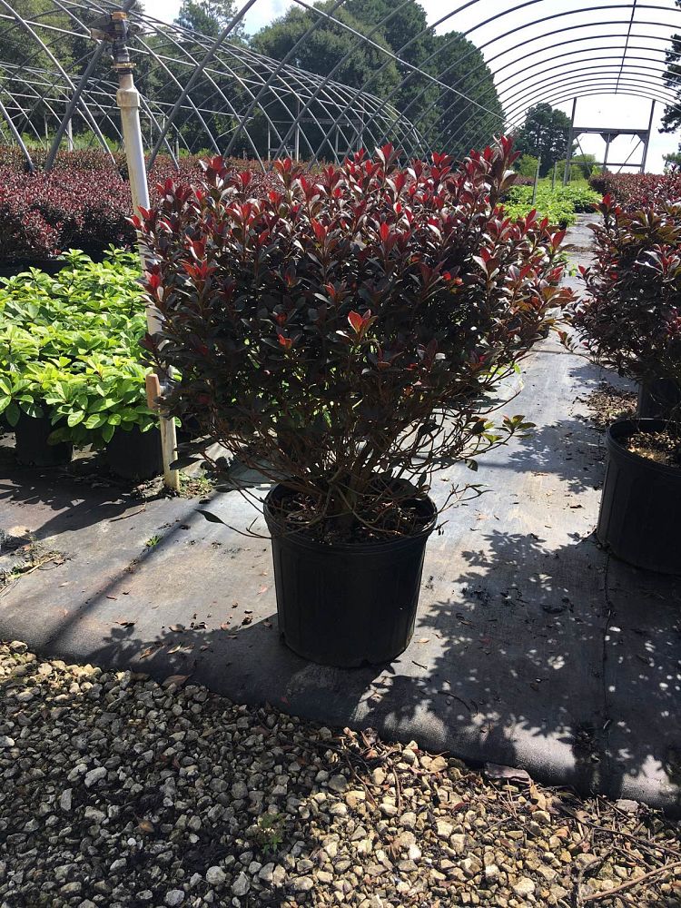 rhododendron-crimson-majesty-azalea