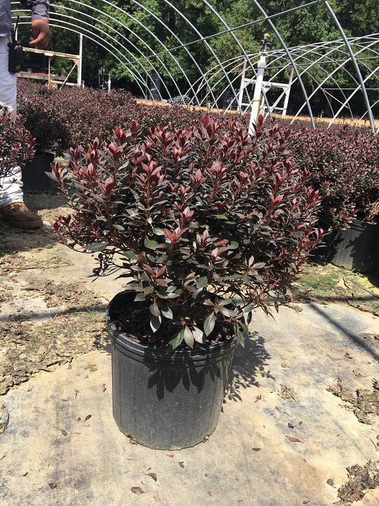 rhododendron-crimson-princess-azalea