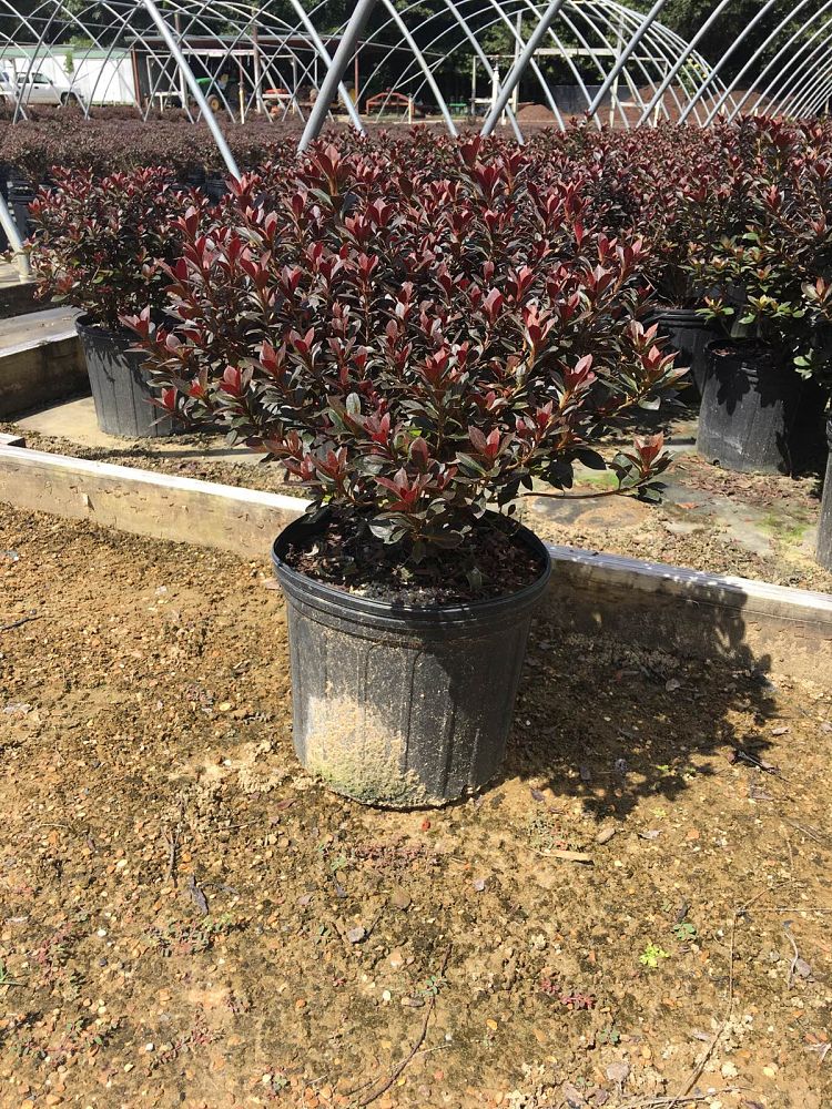 rhododendron-crimson-queen-azalea