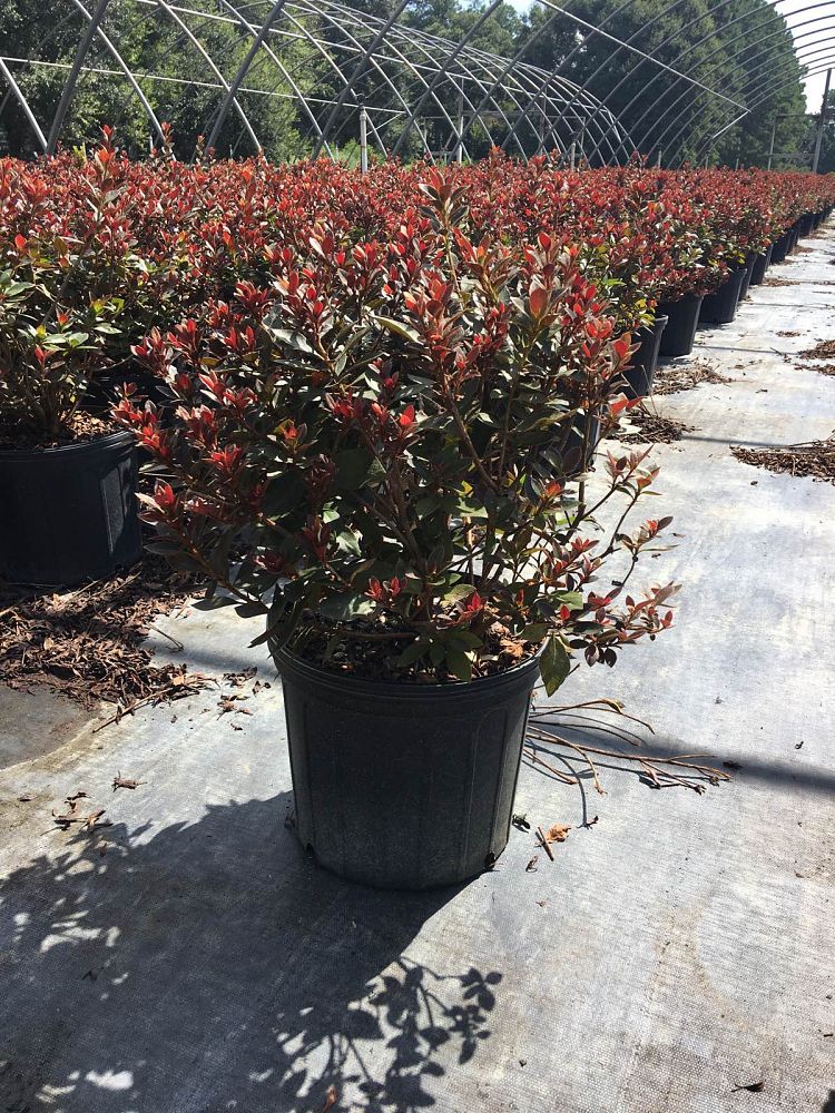 rhododendron-crimson-series-azalea