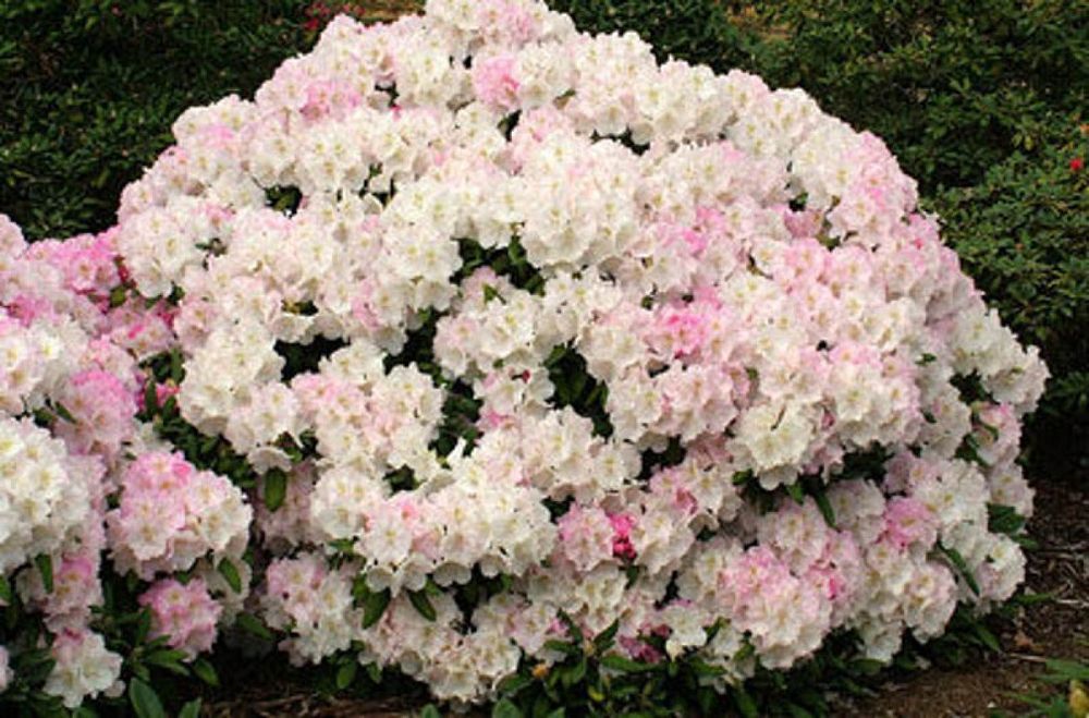rhododendron-degronianum-yakushimanum-ken-janeck-yak-rhododendron-dwarf-rhododendron