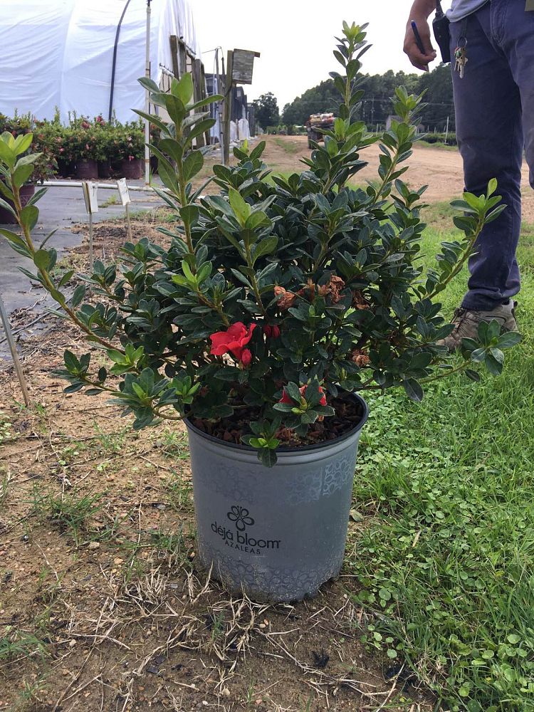 rhododendron-deja-bloom-cherry-pinata-azalea