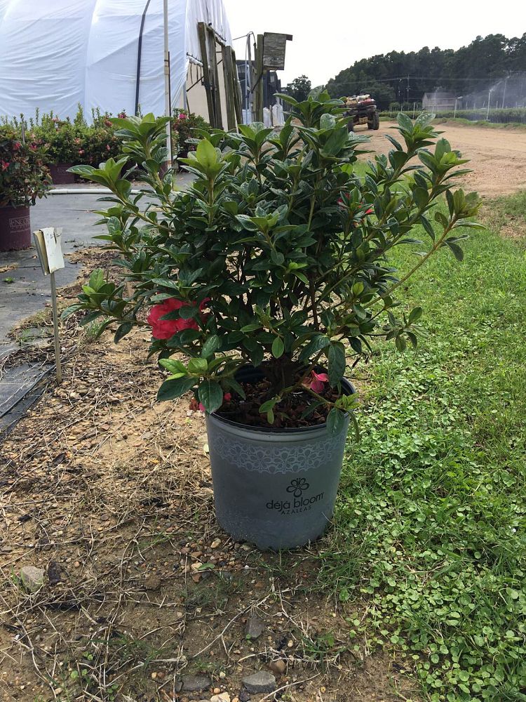 rhododendron-deja-bloom-pink-jewel-azalea