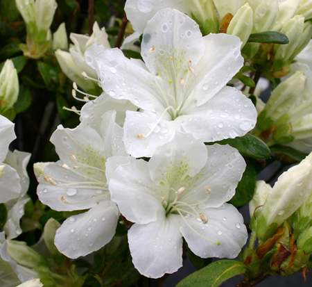 rhododendron-delaware-valley-white-azalea