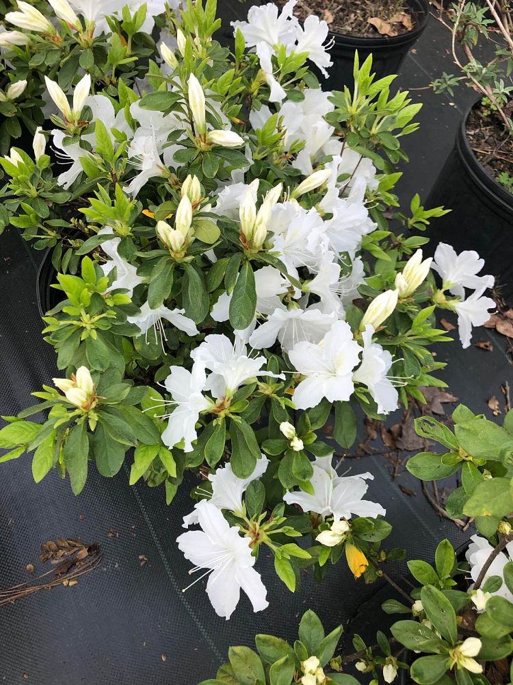 rhododendron-delaware-valley-white-azalea