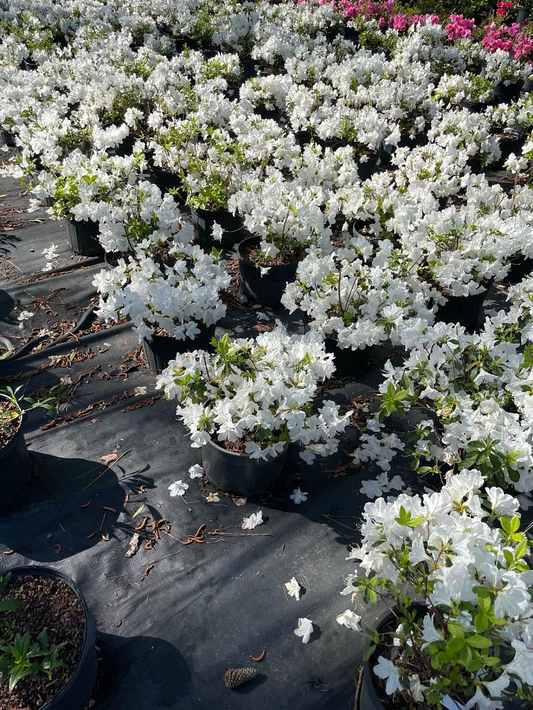 rhododendron-delaware-valley-white-azalea