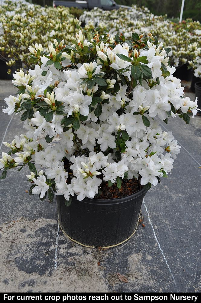 rhododendron-delaware-valley-white-azalea