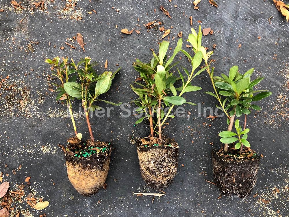 rhododendron-dogwood-azalea
