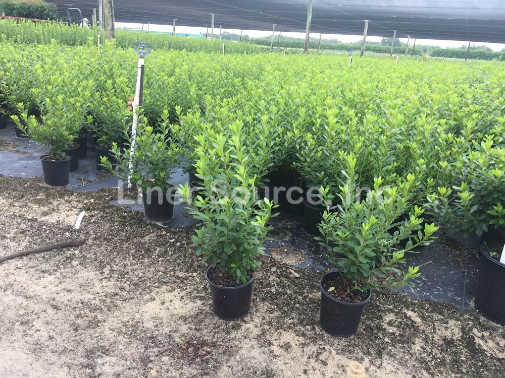 rhododendron-dogwood-azalea