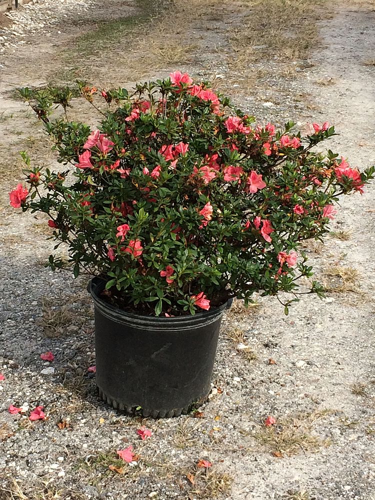 rhododendron-duc-de-rohan-azalea