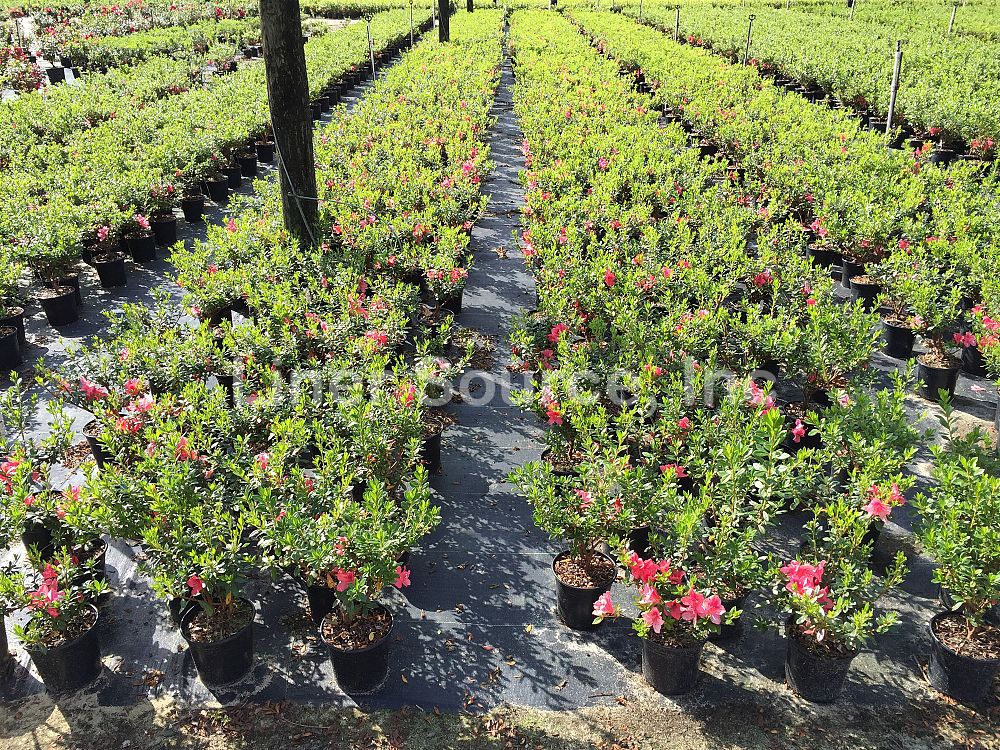 rhododendron-duc-de-rohan-azalea