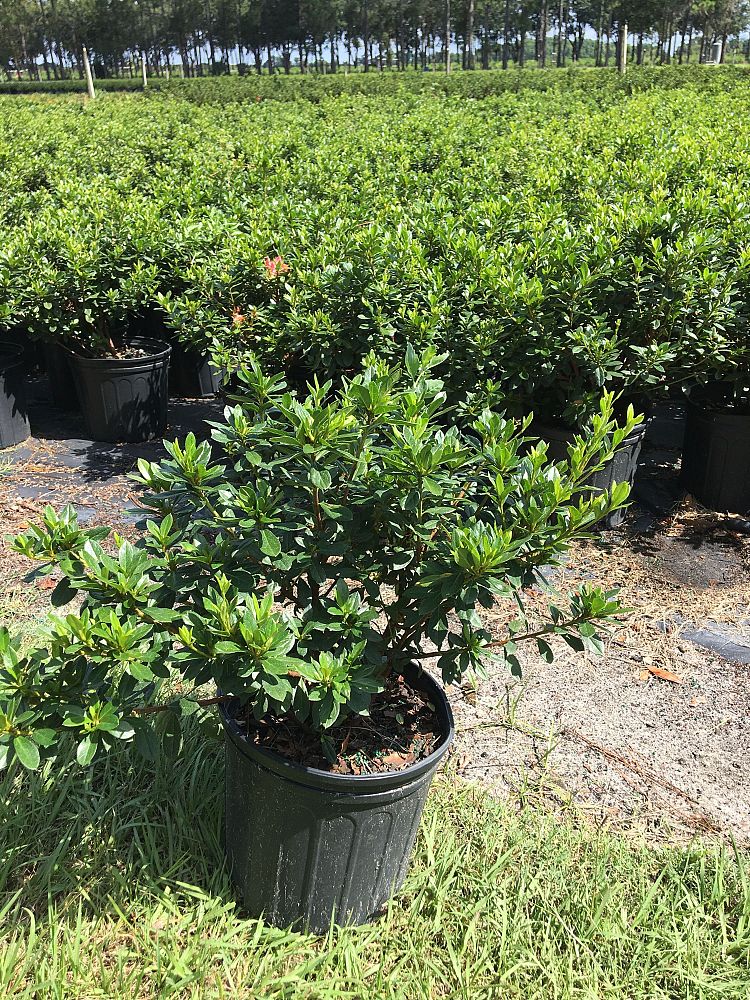 rhododendron-duc-de-rohan-azalea