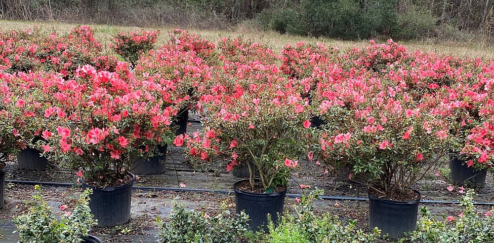 rhododendron-duc-de-rohan-azalea