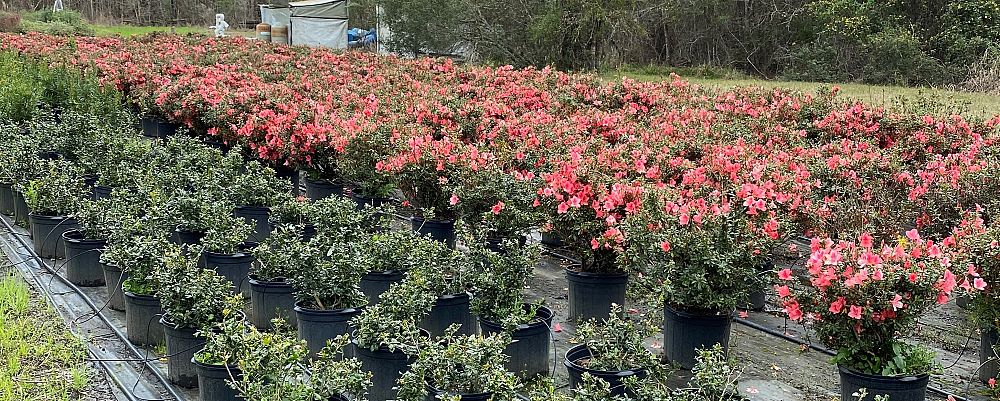 rhododendron-duc-de-rohan-azalea