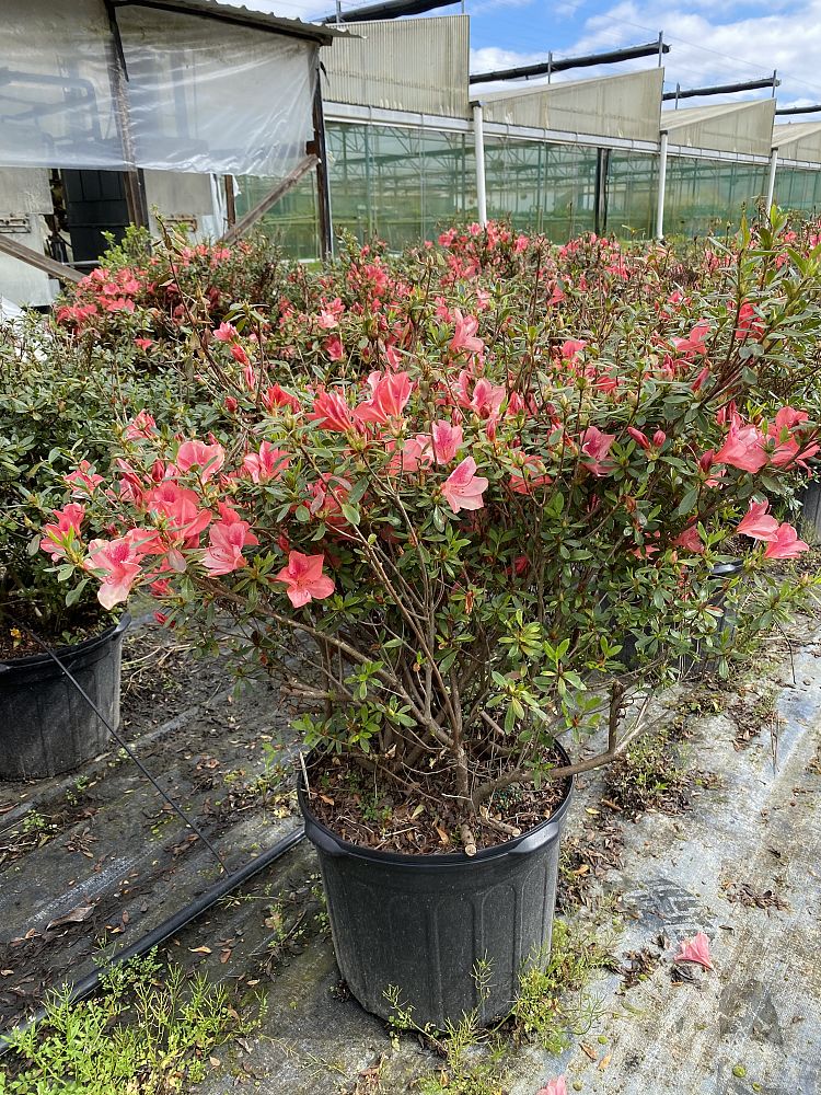 rhododendron-duc-de-rohan-azalea