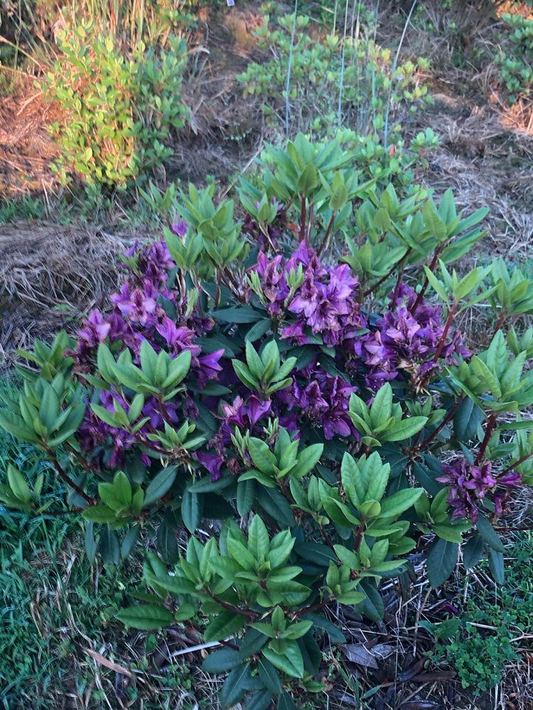 rhododendron-edith-bosley