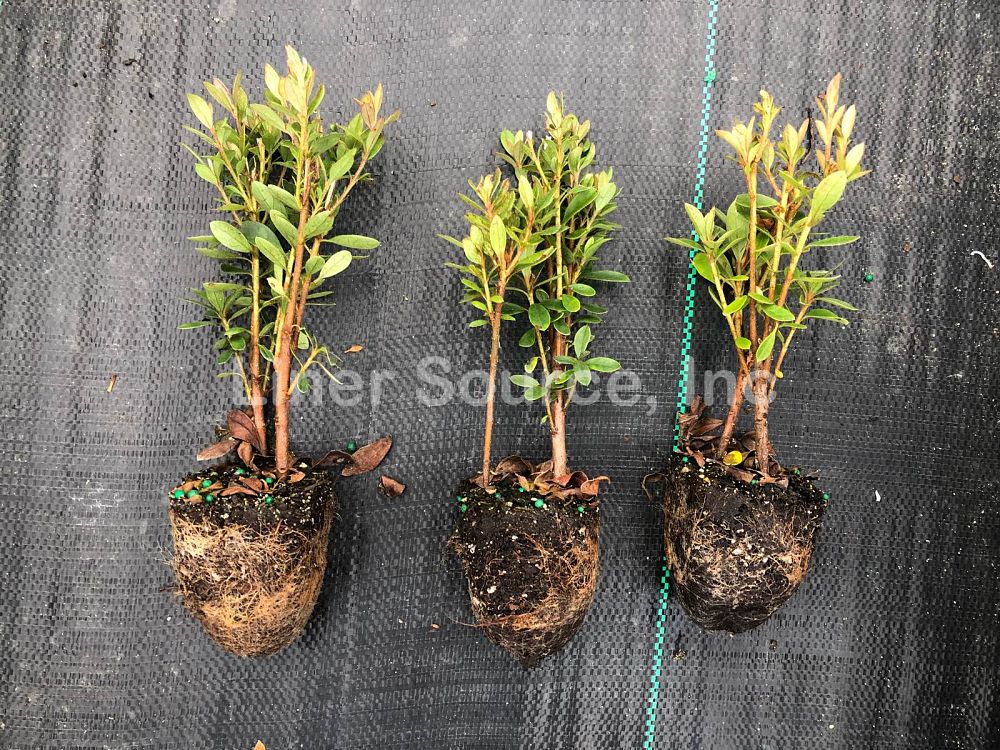 rhododendron-fashion-glendale-azalea