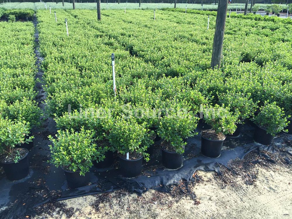 rhododendron-fashion-glendale-azalea