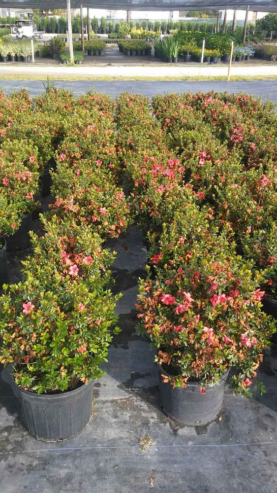 rhododendron-fashion-glendale-azalea