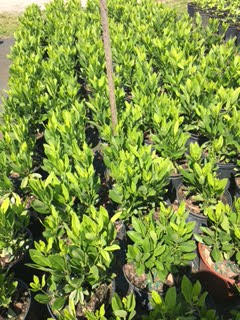 rhododendron-fashion-glendale-azalea