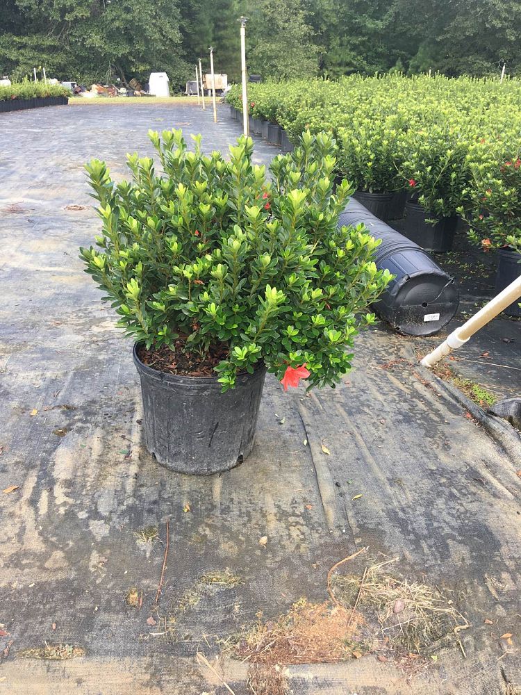 rhododendron-fashion-glendale-azalea