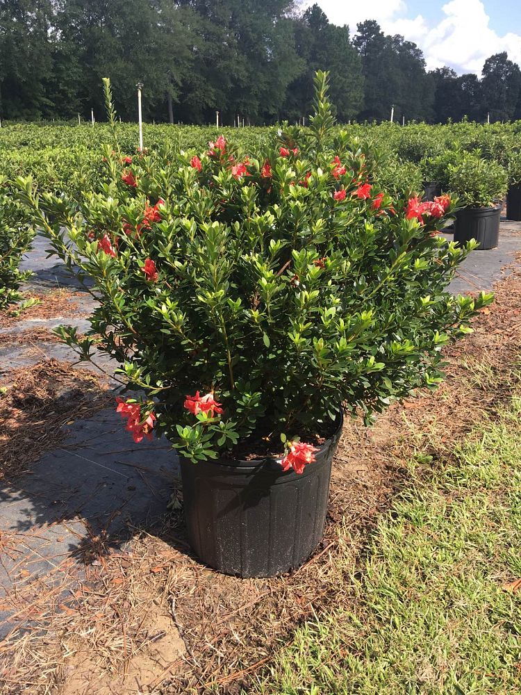 rhododendron-fashion-glendale-azalea