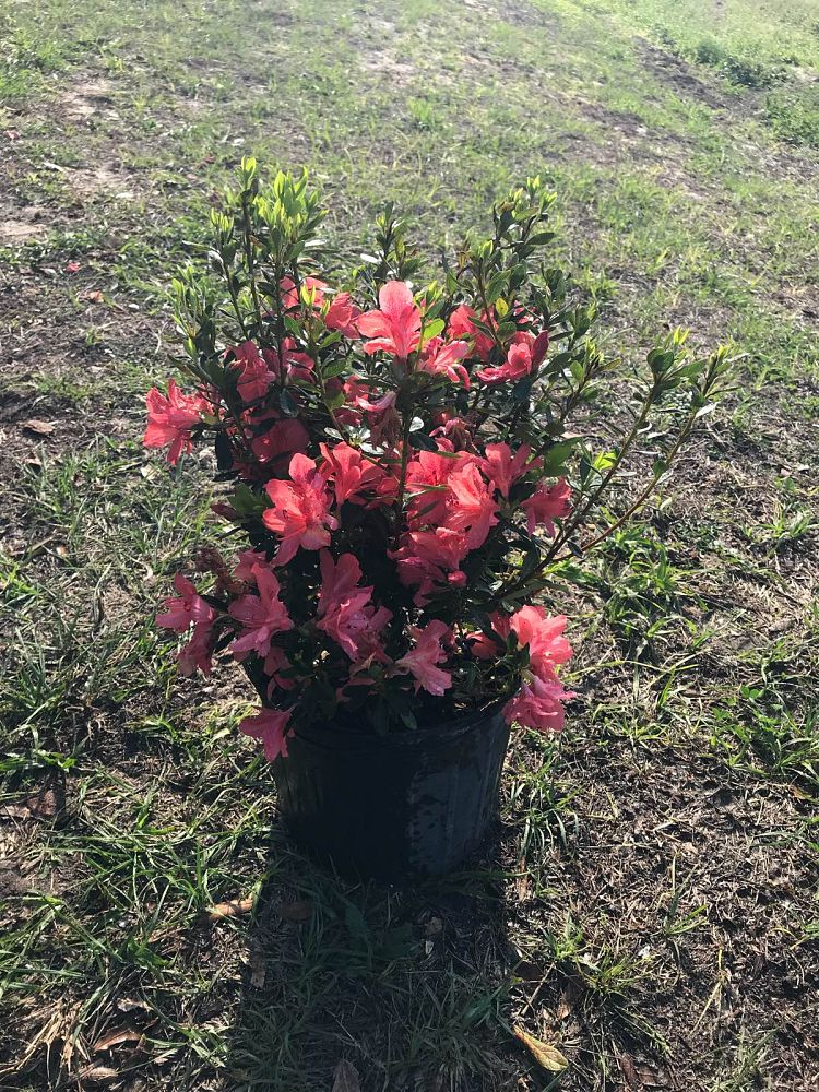 rhododendron-fashion-glendale-azalea