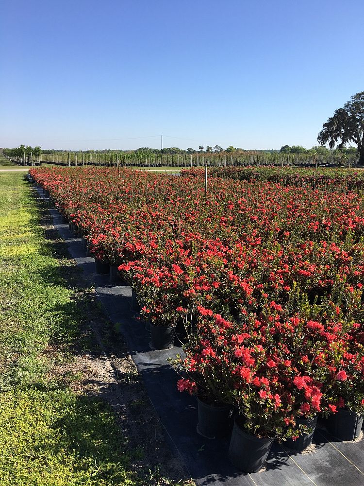 rhododendron-fashion-glendale-azalea