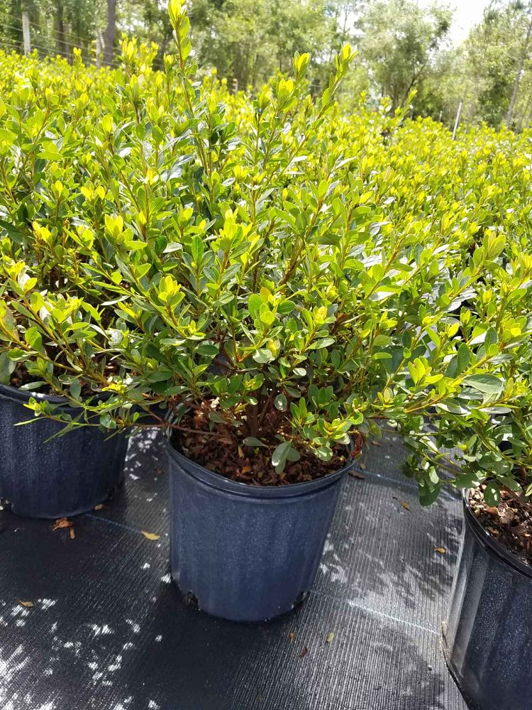 rhododendron-fashion-glendale-azalea