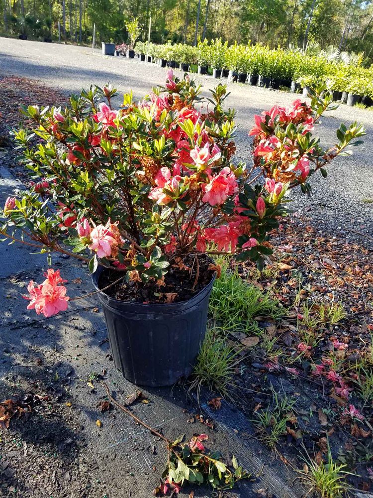 rhododendron-fashion-glendale-azalea
