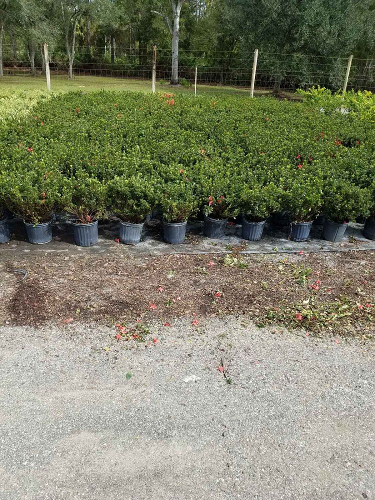 rhododendron-fashion-glendale-azalea