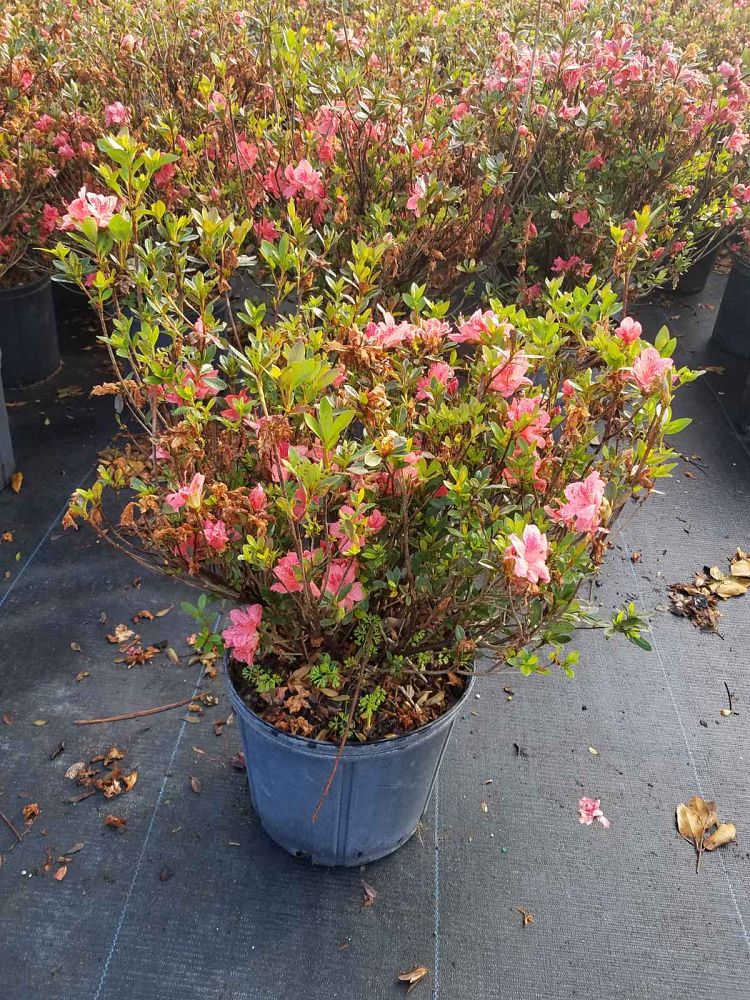rhododendron-fashion-glendale-azalea