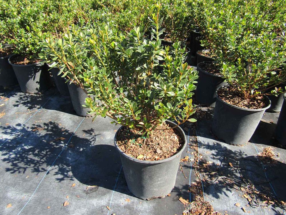 rhododendron-fashion-glendale-azalea