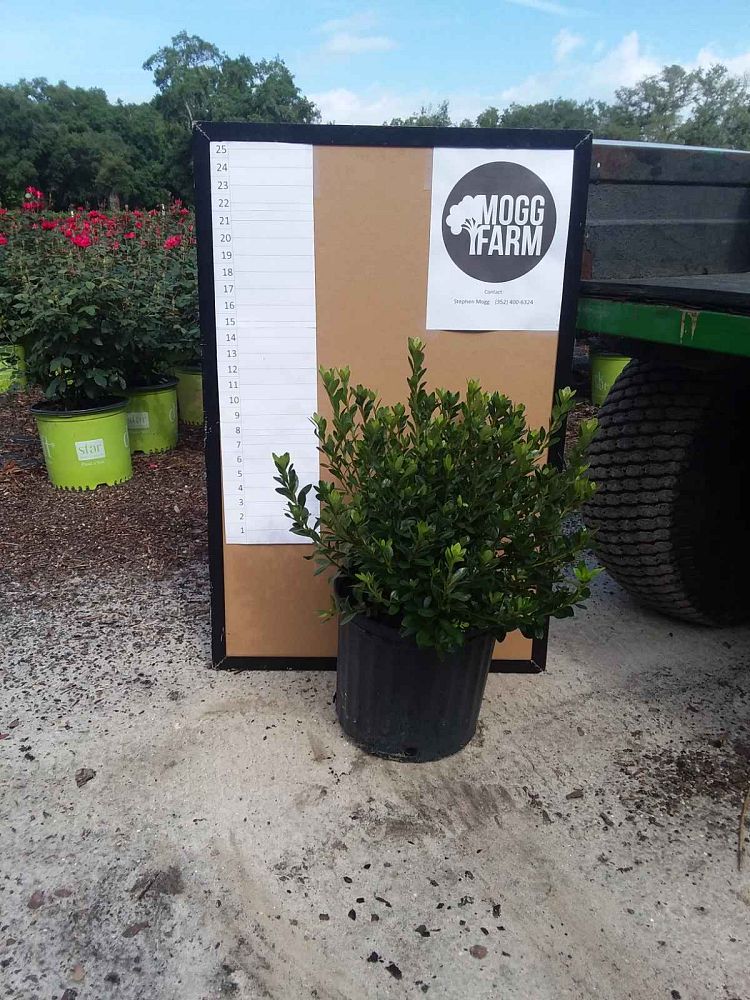 rhododendron-fashion-glendale-azalea