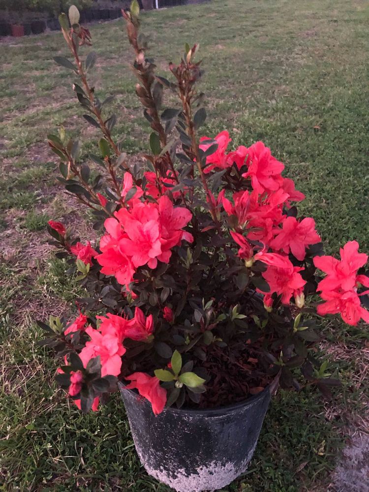 rhododendron-fashion-glendale-azalea