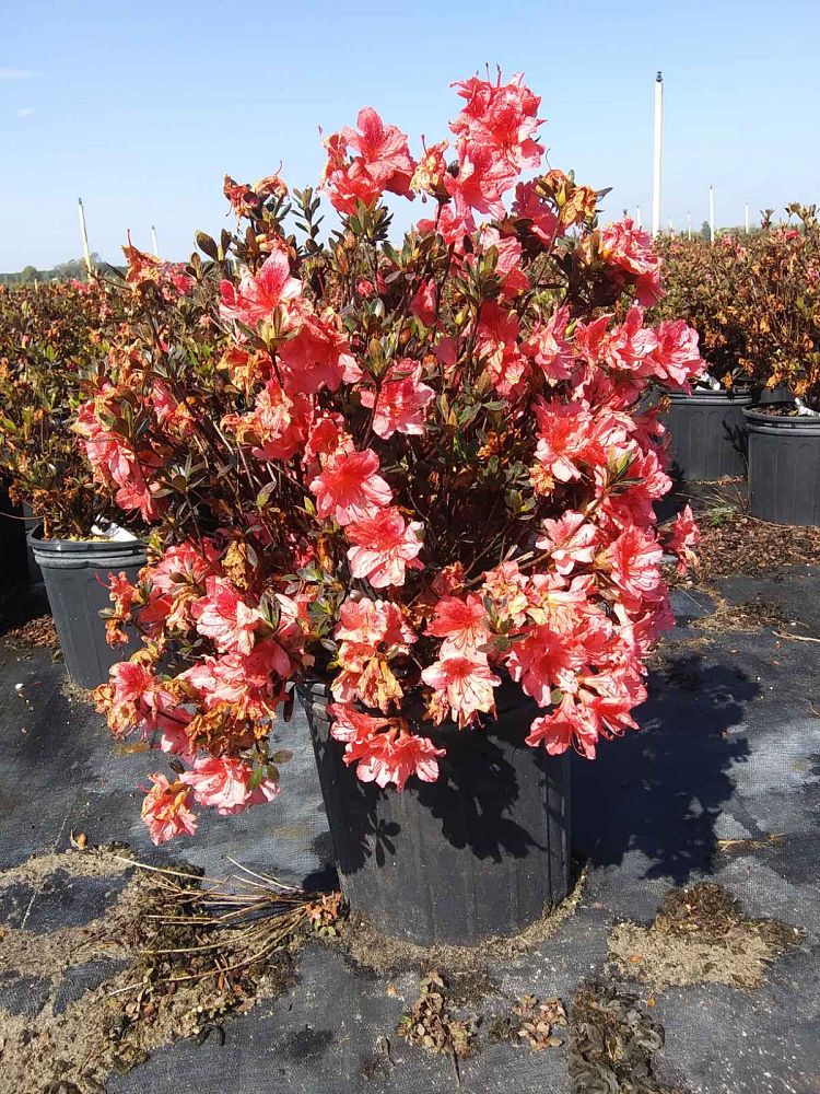 rhododendron-fashion-glendale-azalea