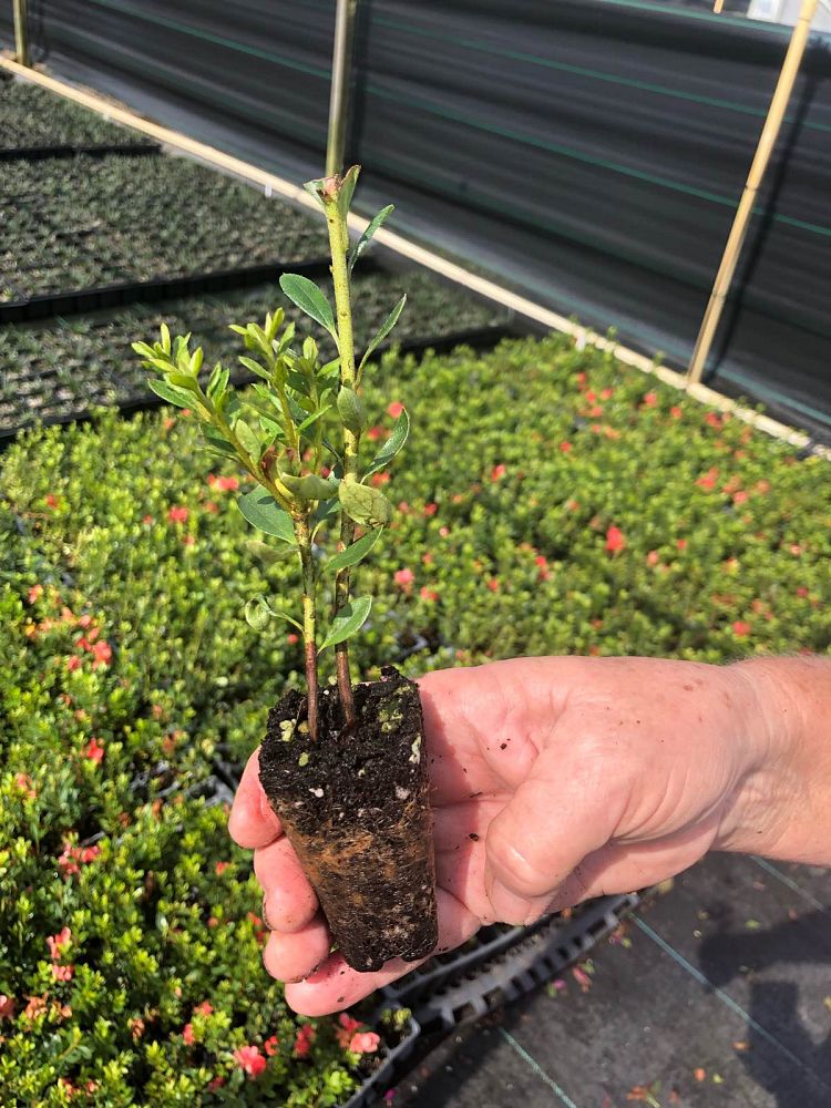 rhododendron-fashion-glendale-azalea