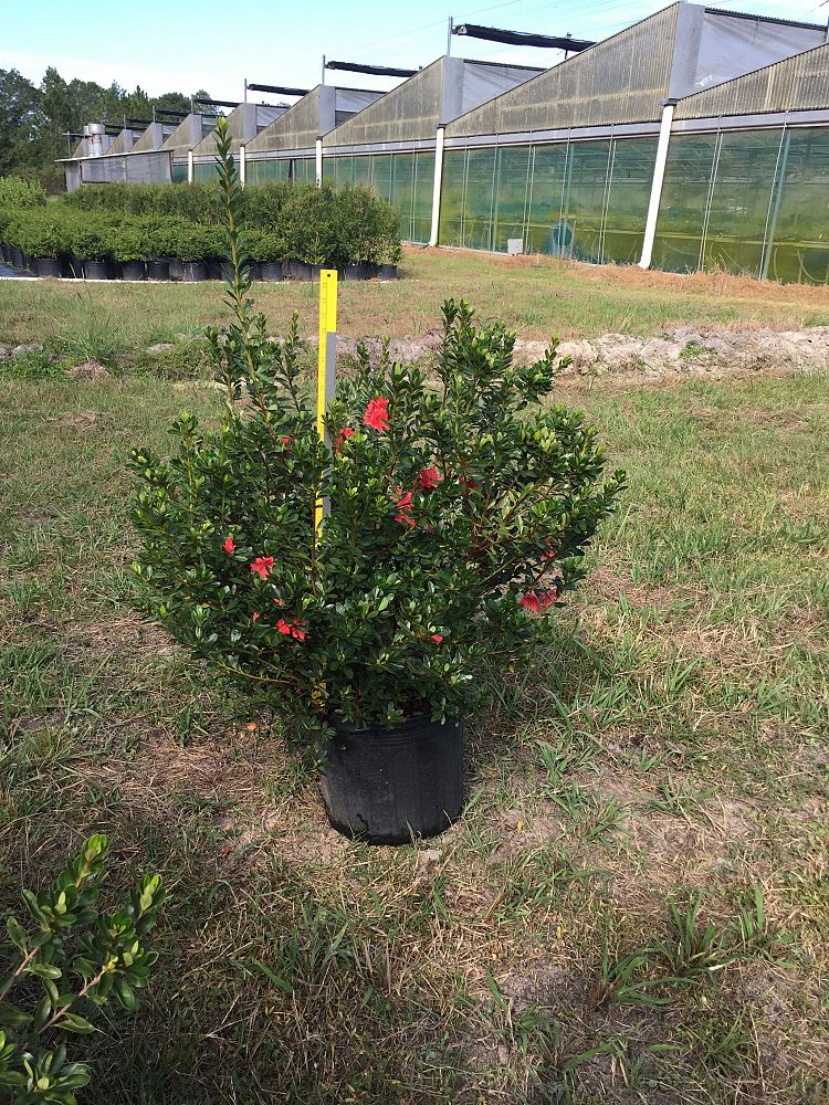 rhododendron-fashion-glendale-azalea