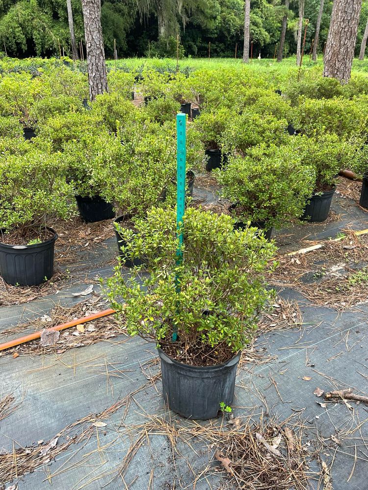 rhododendron-fashion-glendale-azalea