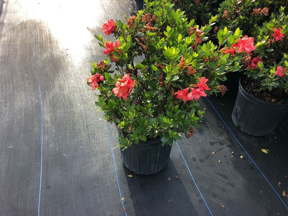 rhododendron-fashion-glendale-azalea