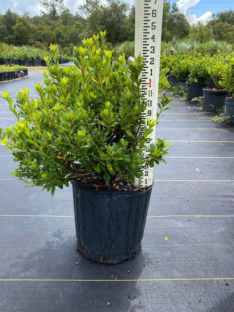 rhododendron-fashion-glendale-azalea