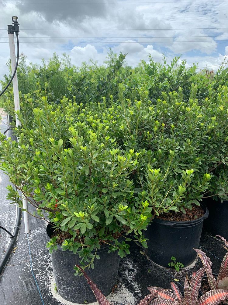 rhododendron-fashion-glendale-azalea
