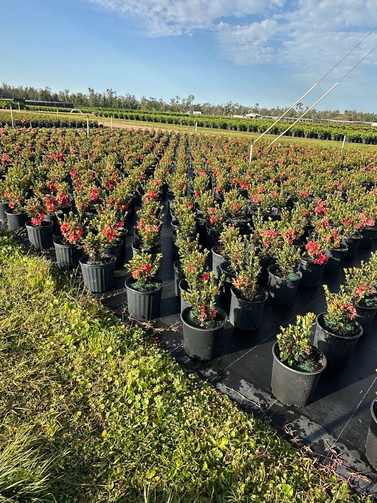 rhododendron-fashion-glendale-azalea