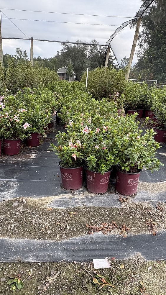 rhododendron-fashion-glendale-azalea