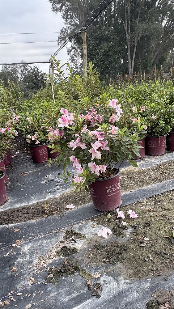 rhododendron-fashion-glendale-azalea