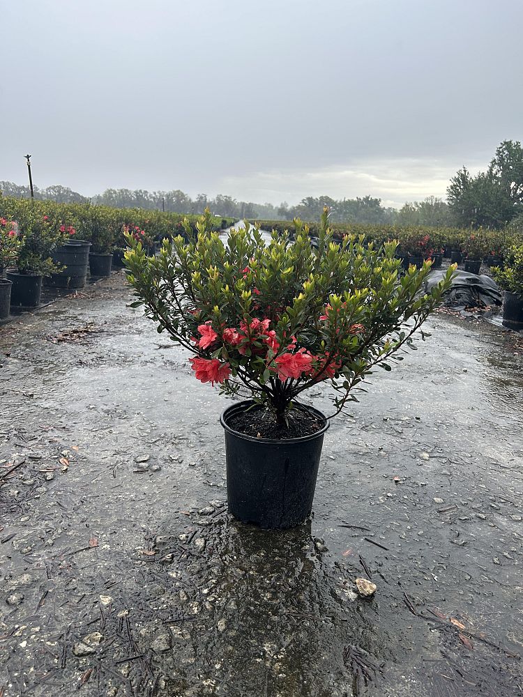 rhododendron-fashion-glendale-azalea