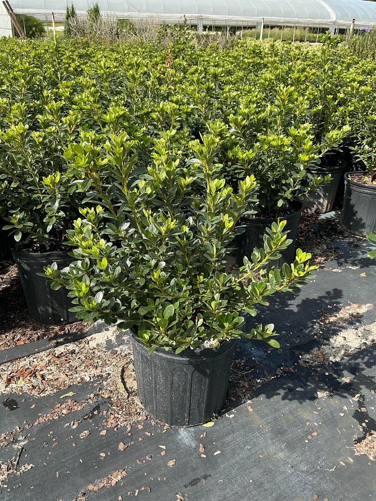 rhododendron-fashion-glendale-azalea