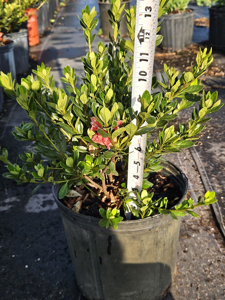 rhododendron-fashion-glendale-azalea