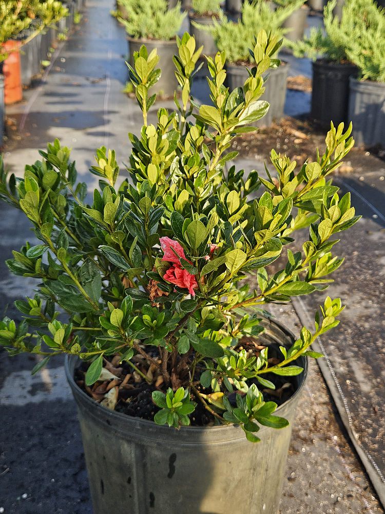 rhododendron-fashion-glendale-azalea